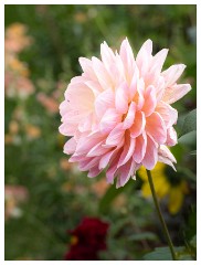 034 Helmingham Hall  Dahlia