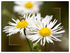035 Helmingham Hall  Bee on Daisy
