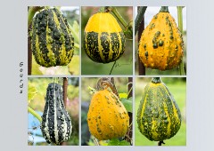 21 Helmingham Hall  The Gourds