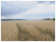 015 Ipswich  Field of Wheat
