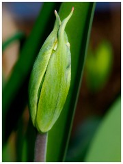 001 Spring Emerging in the Garden  In the Garden