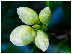 002 Spring Emerging in the Garden  In the Garden
