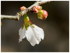 003 Spring Emerging in the Garden  In the Garden - Cherry Blossom