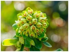 004 Spring Emerging in the Garden  In the Garden