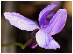 005 Spring Emerging in the Garden  In the Garden
