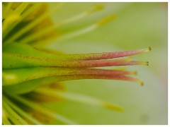 006 Spring Emerging in the Garden  In the Garden