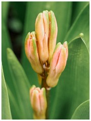 007 Spring Emerging in the Garden  In the Garden