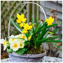 008 Spring Emerging in the Garden  In the Garden