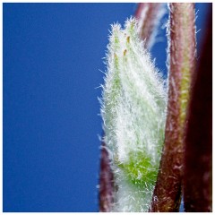 009 Spring Emerging in the Garden  - Clematis Bud