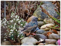 010 Spring Emerging in the Garden  Starling