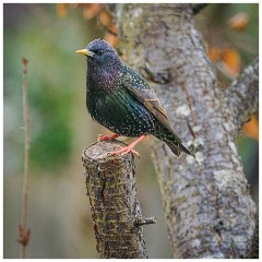 011 Spring Emerging in the Garden  Starling