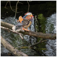 013 Ipswich Park and House