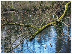 014 Ipswich Park and House  The Lake