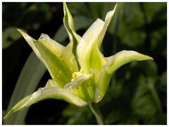 001 Maddingley Hall  Tulips