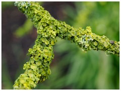 004 Maddingley Hall  Lichen