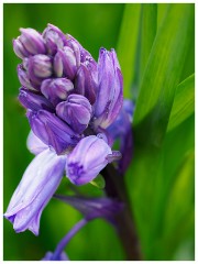 005 Maddingley Hall  Bluebell