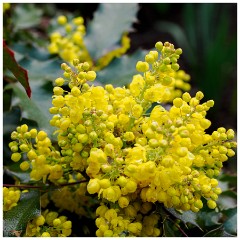 006 Maddingley Hall  Mahonia