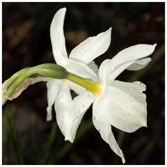 008 Maddingley Hall  Daffodil