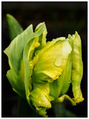 010 Maddingley Hall  Tulip