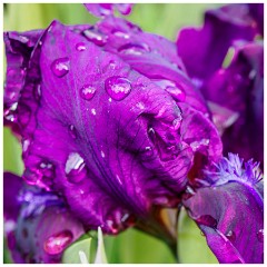 011 Maddingley Hall  Iris