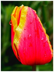 012 Maddingley Hall  Rain Drops on Tulip