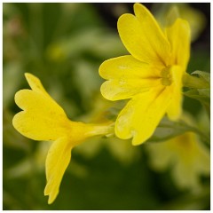 013 Maddingley Hall  Primula