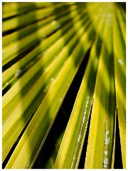 014 Maddingley Hall  Palm and Shadows