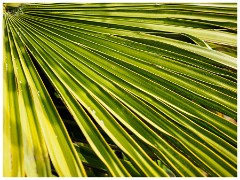 015 Maddingley Hall  Palm