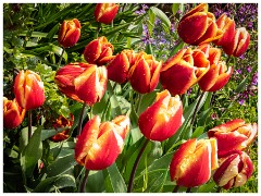 017 Maddingley Hall  tulips