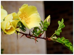 018 Maddingley Hall  Canary Rose