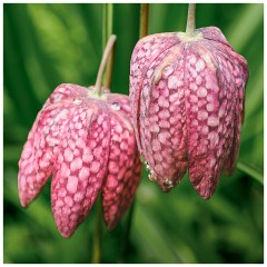 020 Maddingley Hall  Snake's Head Lily - Fritillaria Meleagris