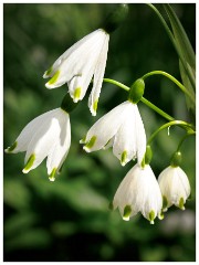 021 Maddingley Hall  Large Snowdrops