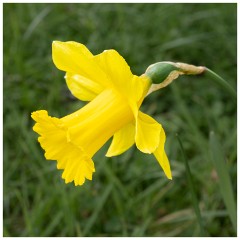 026 Maddingley Hall  Daffodil