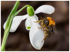 RSPB Sandy and Maddingley Hall - February