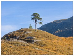 005 Scotland Glen Affric Area  Lone Tree