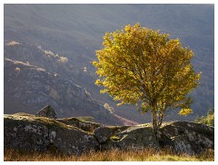 006 Scotland Glen Affric Area  Sunlight in the trees