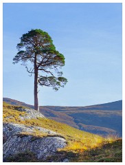 007 Scotland Glen Affric Area  Lone Tree