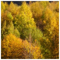 008 Scotland Glen Affric Area  Autumn Colour