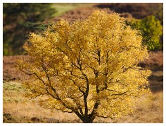 009 Scotland Glen Affric Area  Autumn Colour