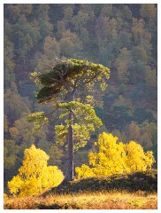 010 Scotland Glen Affric Area  Autumn Colour