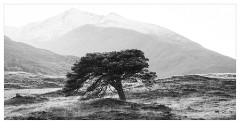 013 Scotland Glen Affric Area  Lone Tree