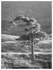014 Scotland Glen Affric Area  Lone Pine