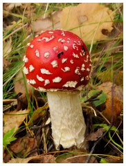 015 Scotland Glen Affric Area  Red Fungi