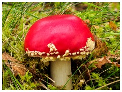 016 Scotland Glen Affric Area  Red Fungi