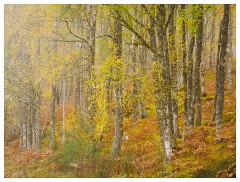 017 Scotland Glen Affric Area  Mist in Glen Affric