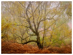 018 Scotland Glen Affric Area  Mist in Glen Affric