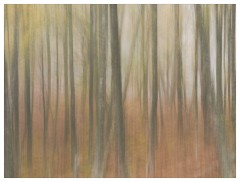 019 Scotland Glen Affric Area  Mist in Glen Affric