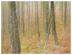 020 Scotland Glen Affric Area  Mist in Glen Affric