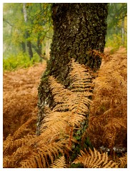 022 Scotland Glen Affric Area  Golden Ferns