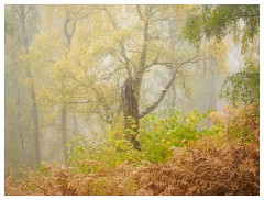 023 Scotland Glen Affric Area  Misty Scene